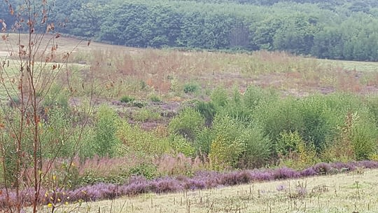 Photo of silver birch re-growth on nature reserve