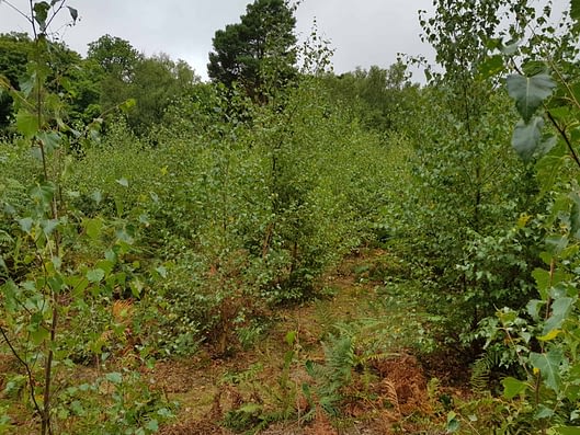 Silver Birch Re-growth